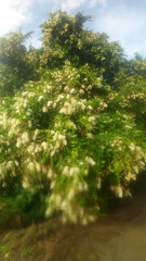 Pithecellobium lanceolatum