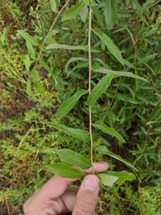 Quercus incana