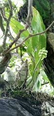 Catasetum integerrimum