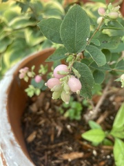 Symphoricarpos doorenbosii