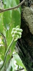 Catasetum integerrimum