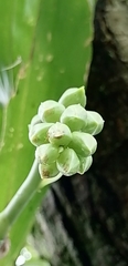Catasetum integerrimum
