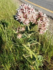 Asclepias speciosa × syriaca