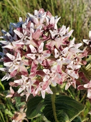 Asclepias speciosa × syriaca