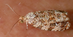 Phaecasiophora