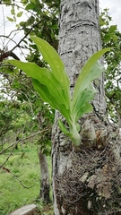 Catasetum integerrimum