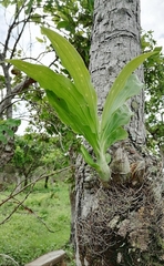 Catasetum integerrimum