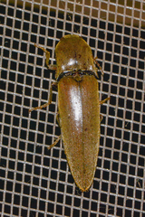 Orthostethus infuscatus