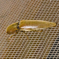 Orthostethus infuscatus