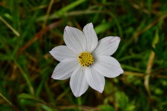 Cosmos diversifolius