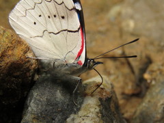 Perisama dorbignyi paula