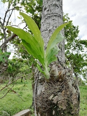 Catasetum integerrimum