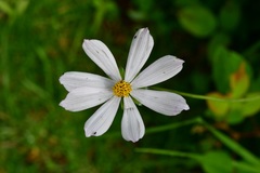 Cosmos diversifolius