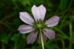 Cosmos diversifolius