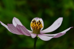Cosmos diversifolius