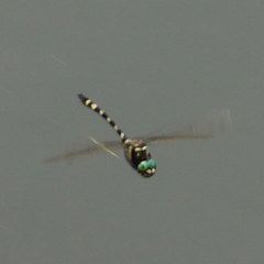 Macromia pacifica
