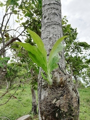 Catasetum integerrimum