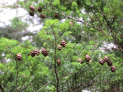 Tsuga sieboldii