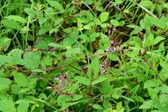 Desmodium pringlei