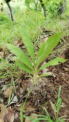 Catasetum integerrimum