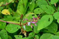 Desmodium pringlei