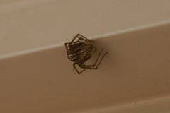 Oxyopes elegans
