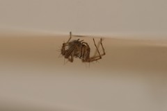 Oxyopes elegans