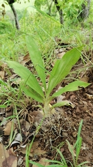 Catasetum integerrimum