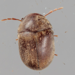Mesocoelopodinae