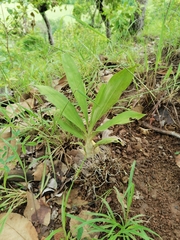 Catasetum integerrimum