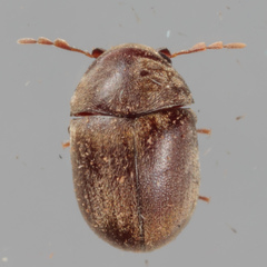 Mesocoelopodinae