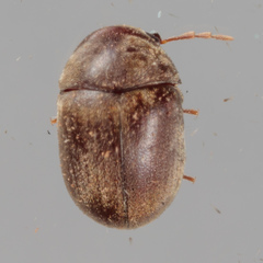 Mesocoelopodinae