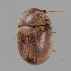 Mesocoelopodinae