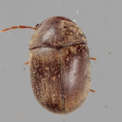 Mesocoelopodinae