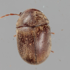 Mesocoelopodinae
