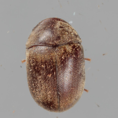 Mesocoelopodinae
