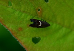 Grapholita fana