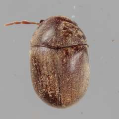 Mesocoelopodinae