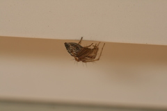 Oxyopes elegans