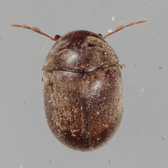Mesocoelopodinae