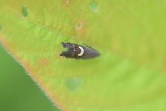 Grapholita fana