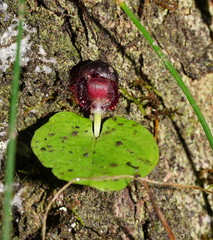 Corybas grumulus