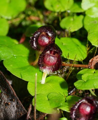 Corybas grumulus