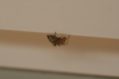 Oxyopes elegans