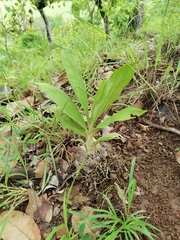 Catasetum integerrimum