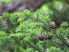 Tsuga sieboldii