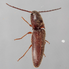 Dipropus simplex