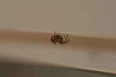 Oxyopes elegans
