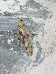 Azochis rufidiscalis