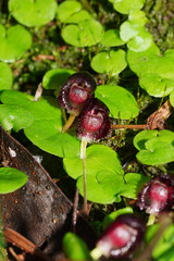 Corybas grumulus